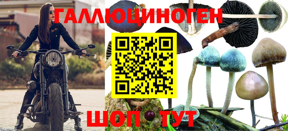 Псилоцибиновые грибы Psilocybe Азов